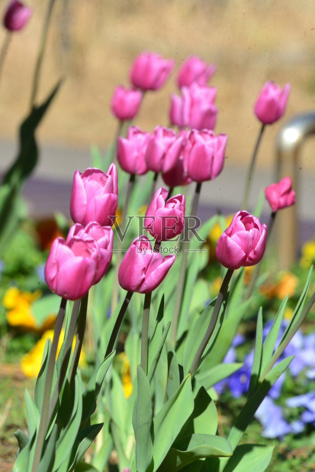 五颜六色的郁金香在风中飞舞照片摄影图片