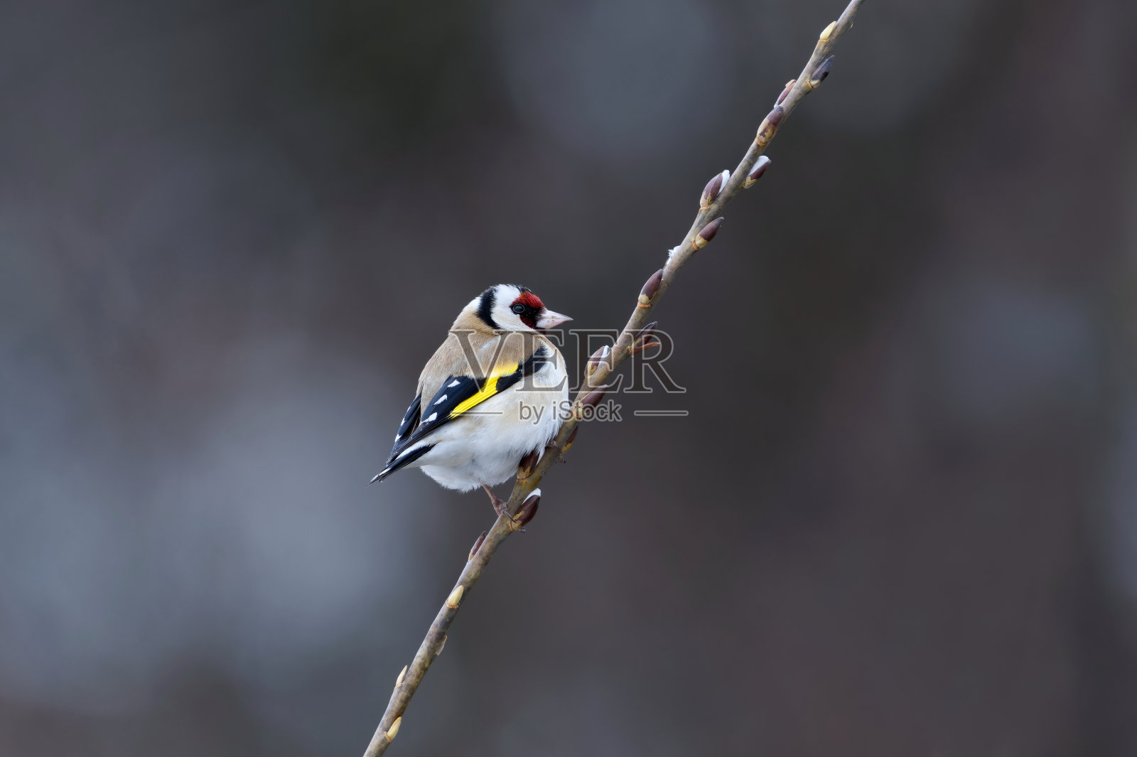 春天栖息在柳树枝上的欧洲金翅雀。照片摄影图片