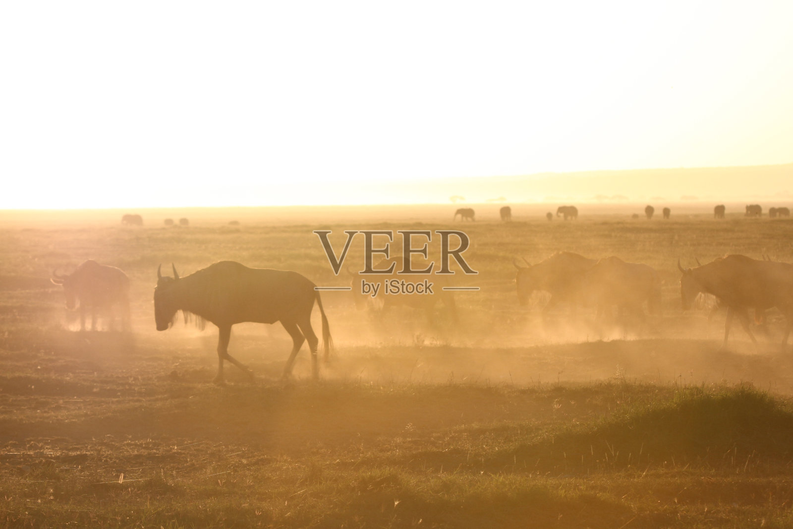 肯尼亚安博塞利国家公园的清晨角马迁徙照片摄影图片