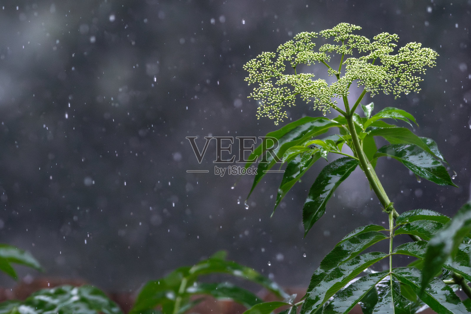 大雨落在德克萨斯州的一个花园。照片摄影图片