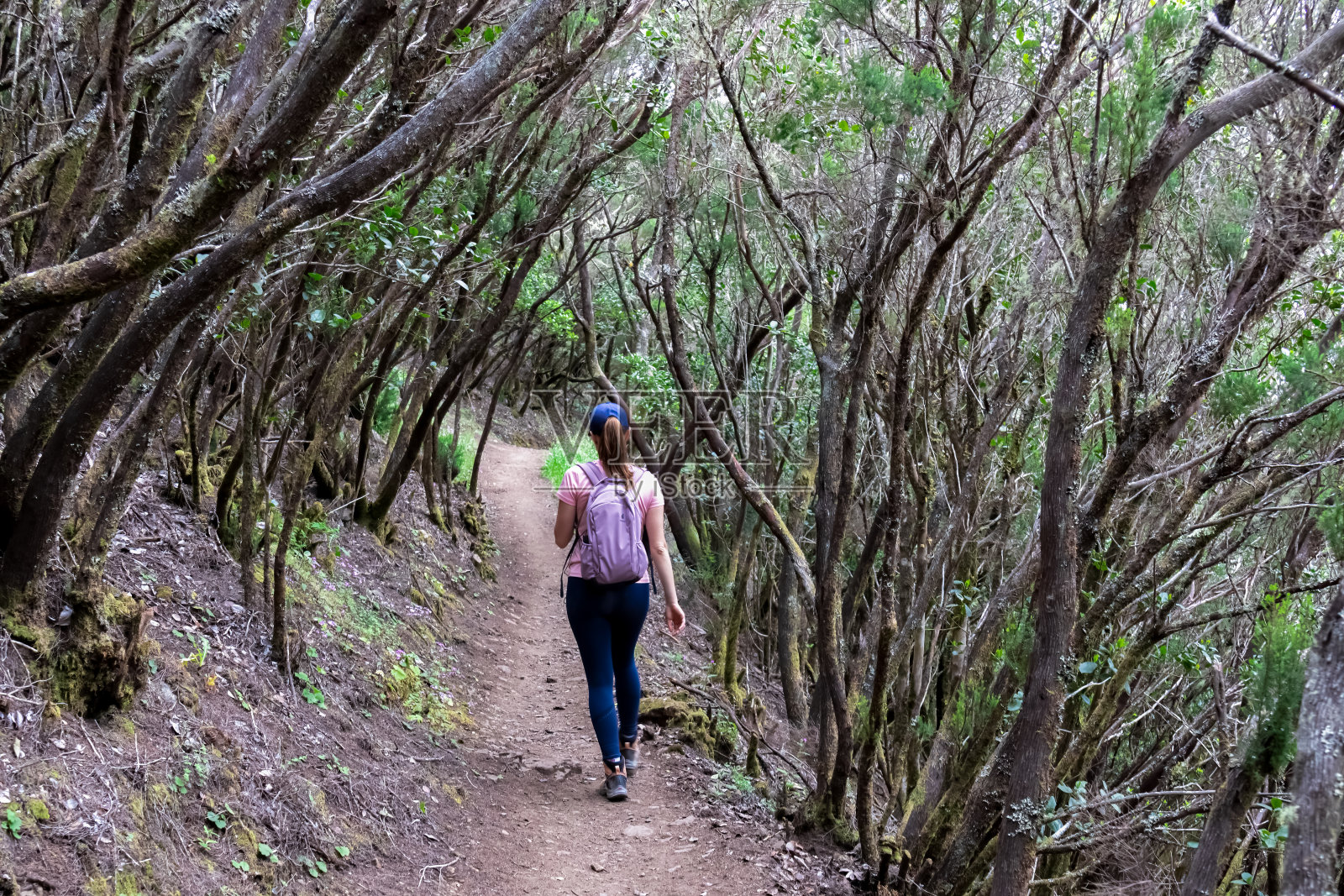 皮科佛得角——背着背包的妇女走在徒步小径上，穿过特内里费岛Teno山脉茂密的月桂森林，照片摄影图片