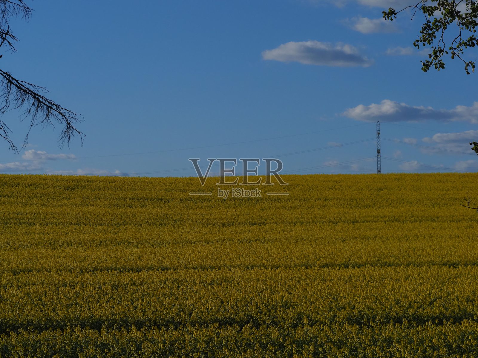 黄澄澄的油菜地映衬着蓝天白云照片摄影图片