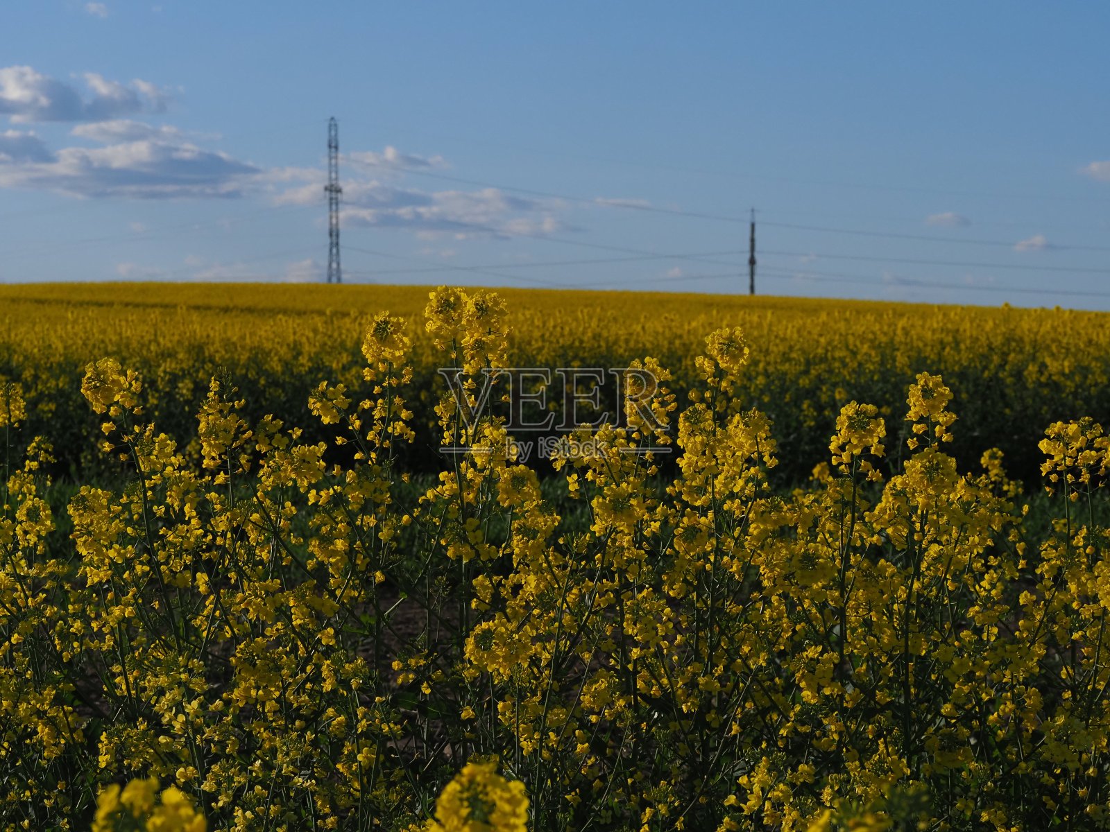 黄澄澄的油菜地映衬着蓝天白云照片摄影图片