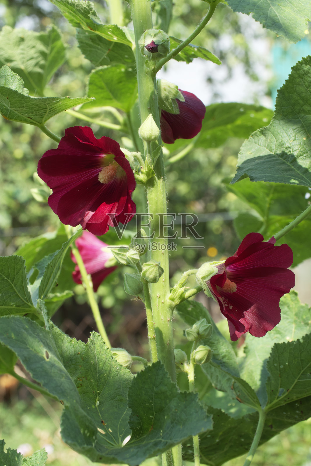 盛开的锦葵。几朵红色的锦葵花。照片摄影图片