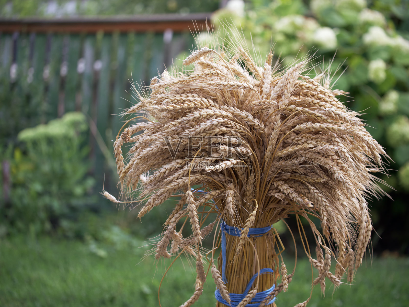 一捆成熟的麦穗。一束小穗。照片摄影图片