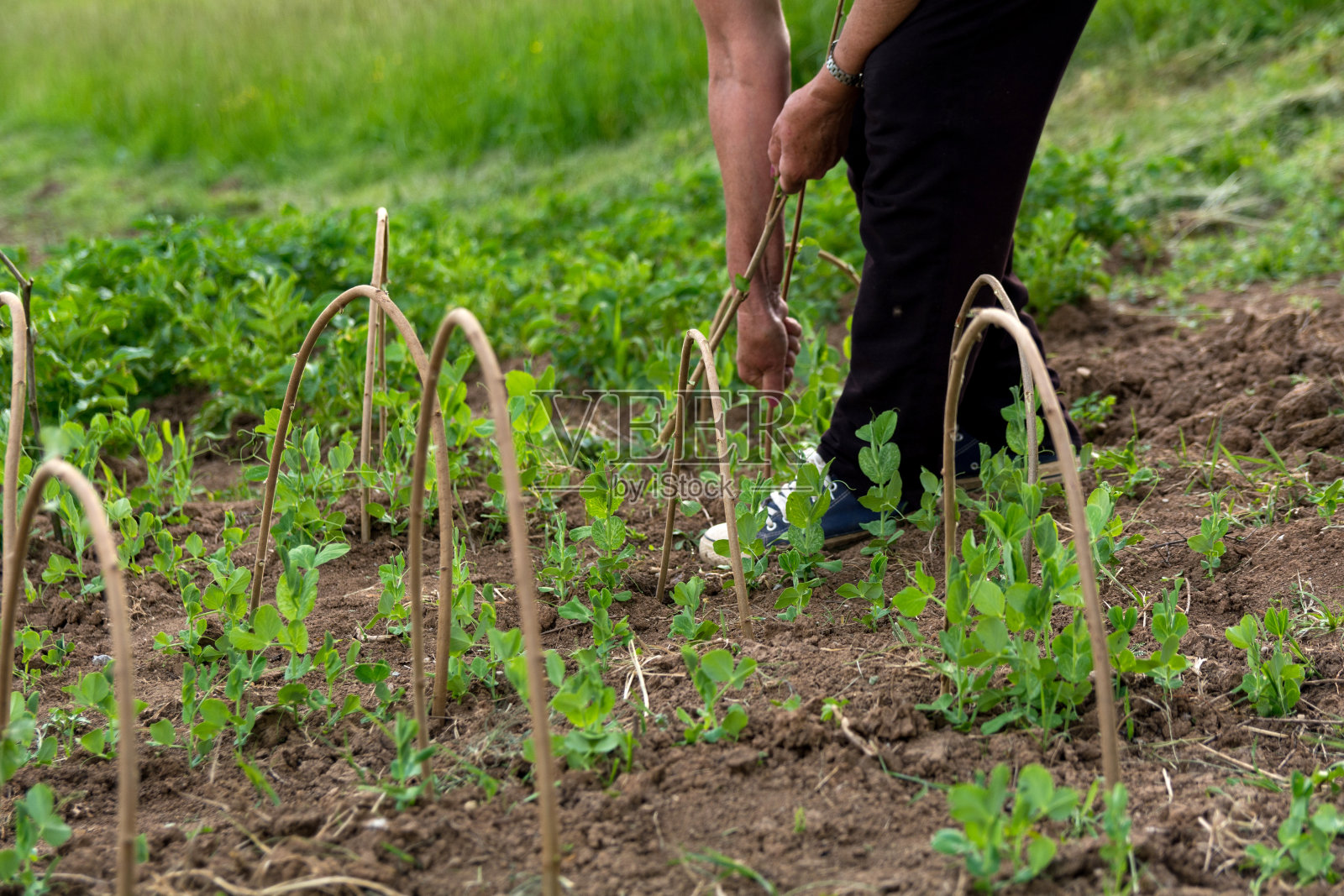 一个阳光明媚的春日，农民正在为豌豆苗安装支撑杆照片摄影图片