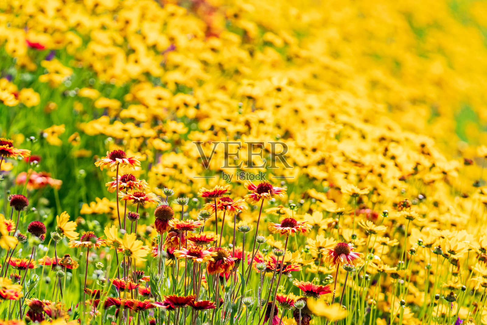 春光明媚，江边的田野上开满了各种各样的牡丹。韩国山清郡汉巴克公园的牡丹花景。照片摄影图片