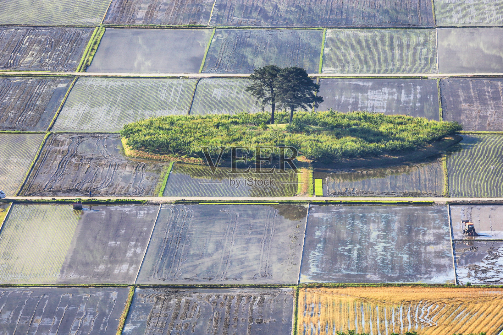 庆尚南道河东郡平沙里的稻田景观。照片摄影图片
