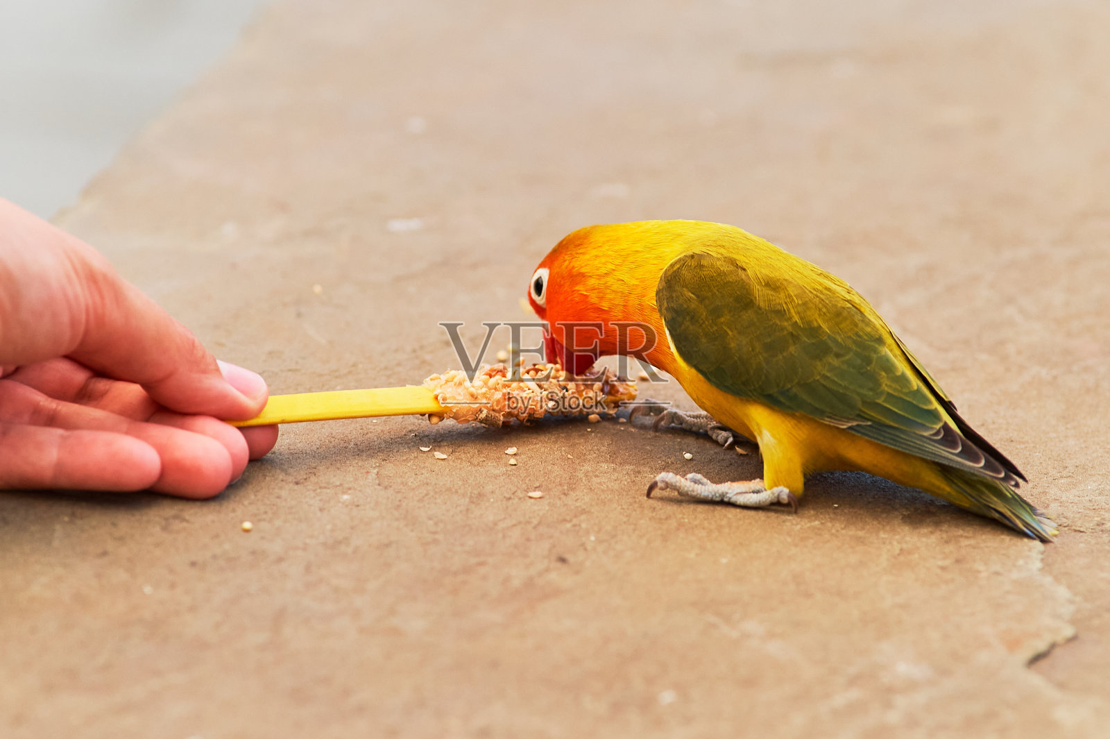 爱鸟和虎皮鹦鹉在鸟舍里被人工喂养照片摄影图片