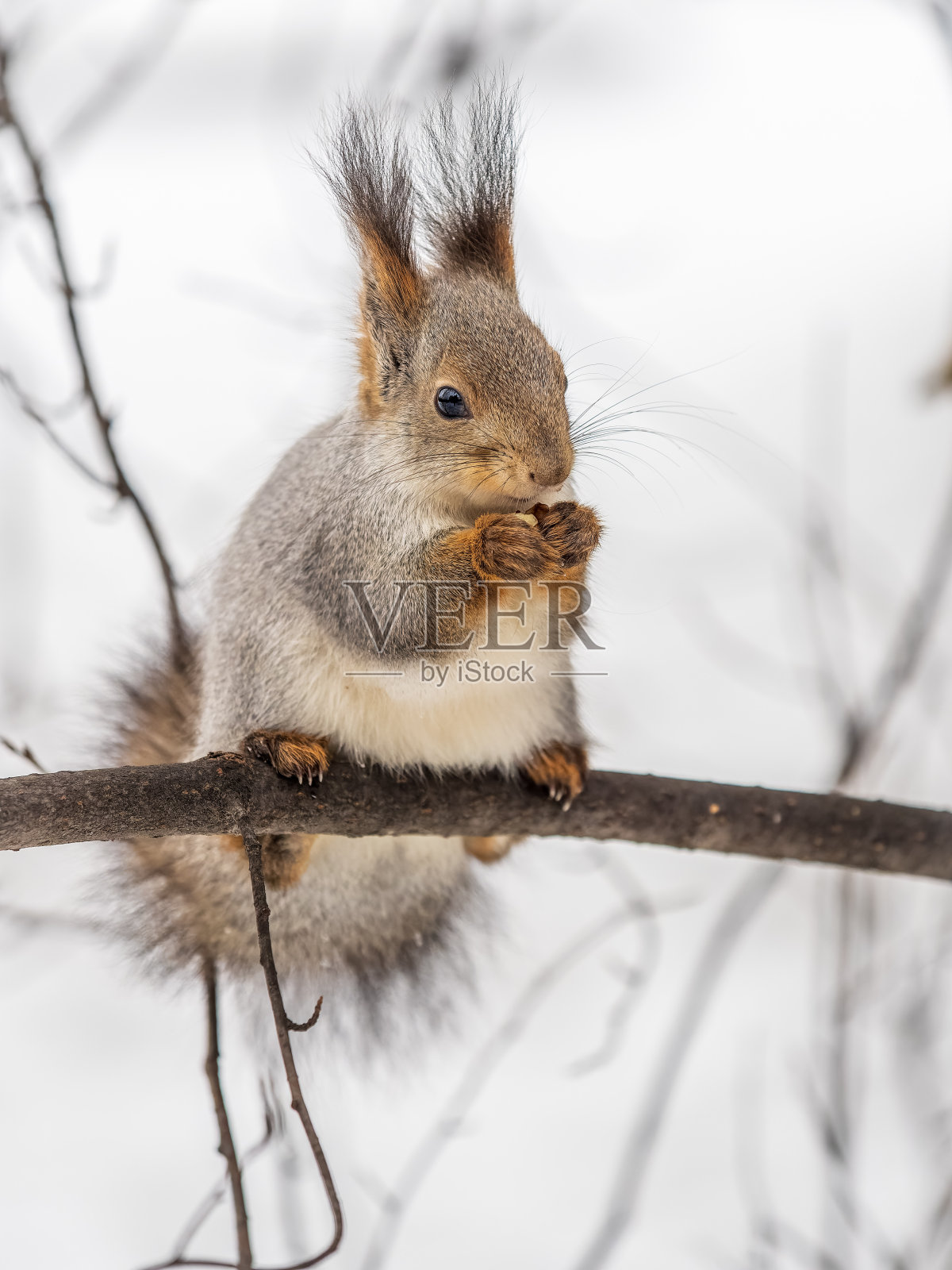 在冬天或深秋，带着坚果的松鼠栖息在树上。照片摄影图片