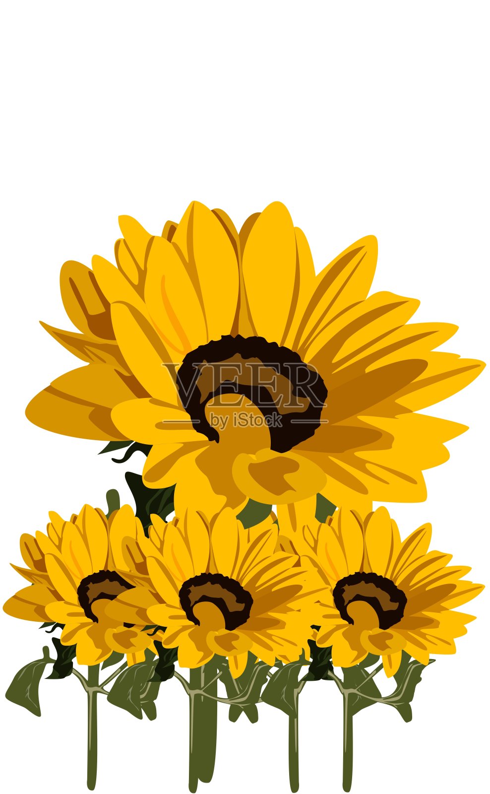 向日葵孤立在白色的背景上插画图片素材