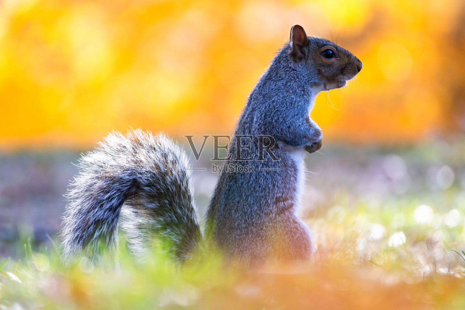 灰色的松鼠照片摄影图片