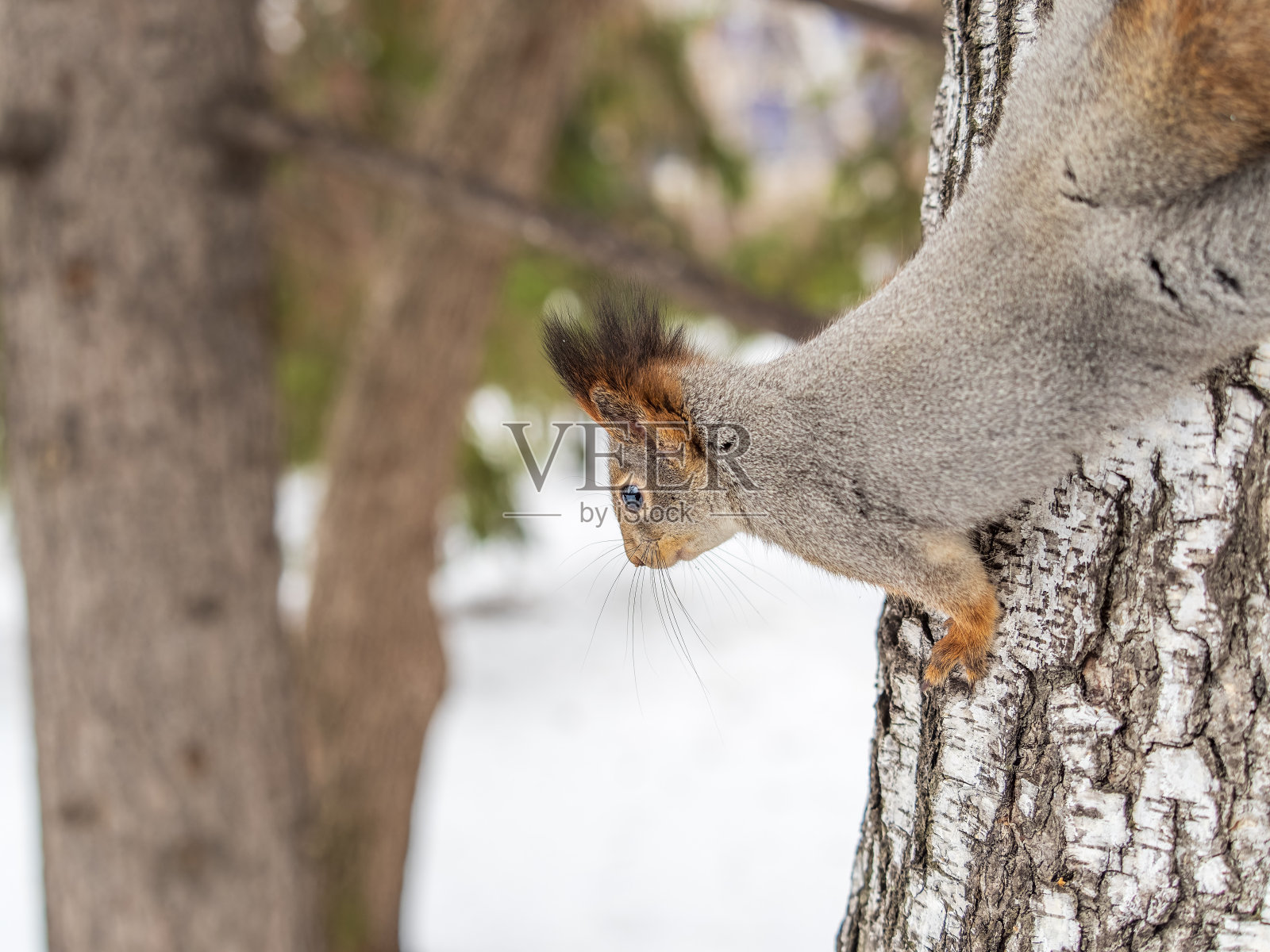 在冬天或深秋，带着坚果的松鼠栖息在树上。照片摄影图片
