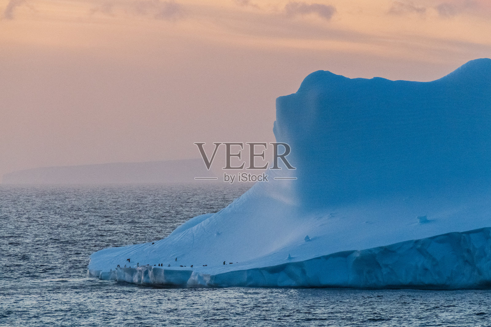 南极洲的巴布亚企鹅照片摄影图片