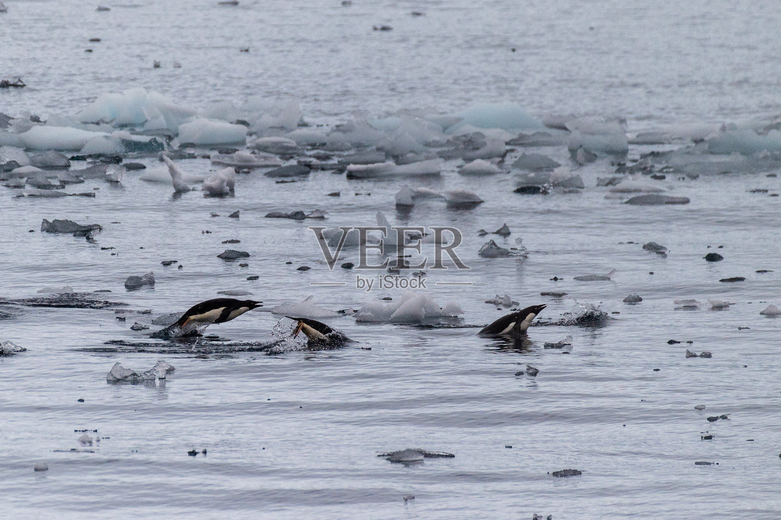 南极洲的阿德利企鹅照片摄影图片