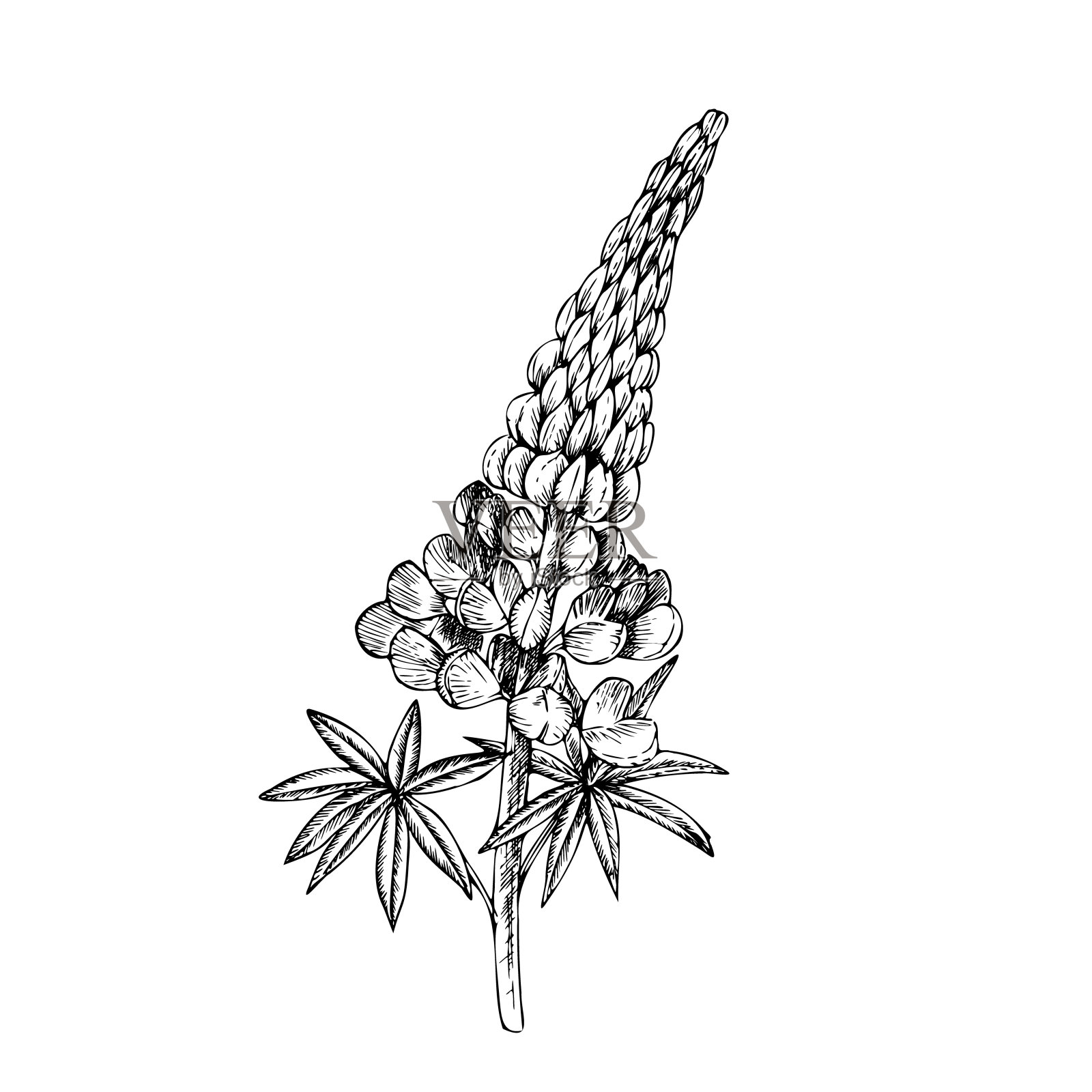 向量狼。手绘花。在背景上孤立的图形剪贴画。植物和婚礼插图。适合设计师，邀请函，装饰，明信片，包装纸，剪贴簿，封面插画图片素材