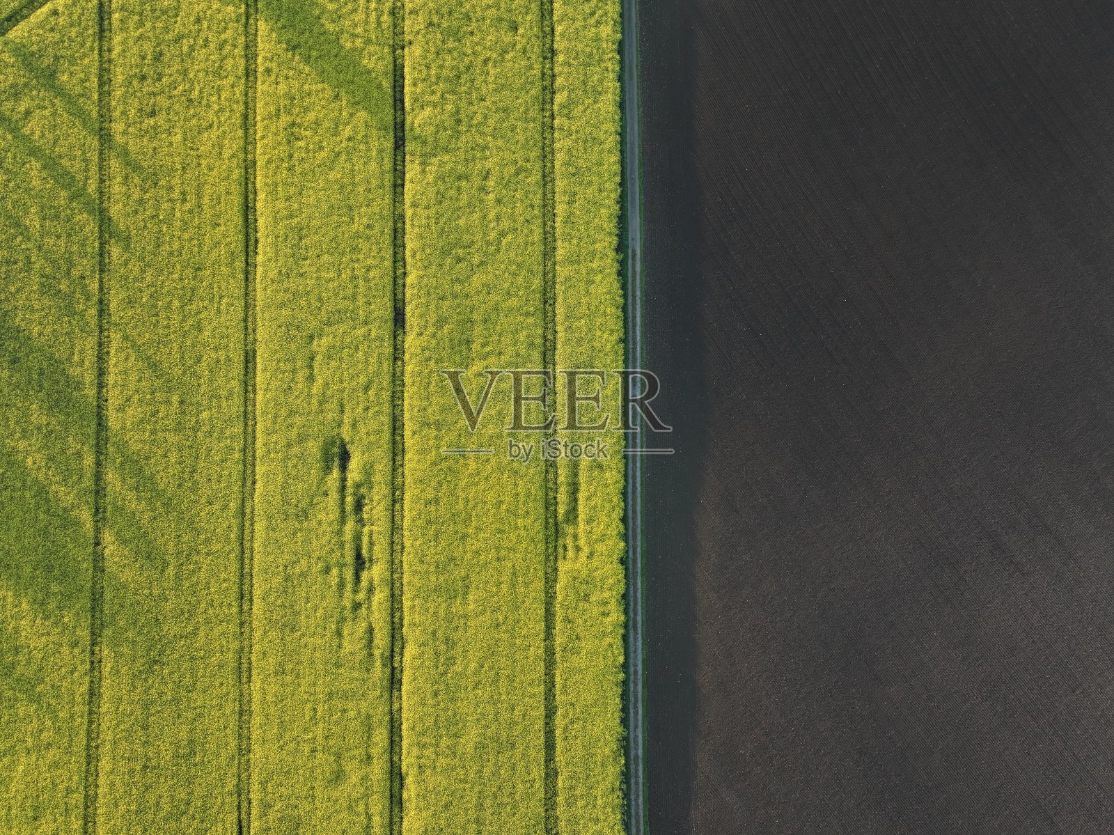 油菜籽领域照片摄影图片