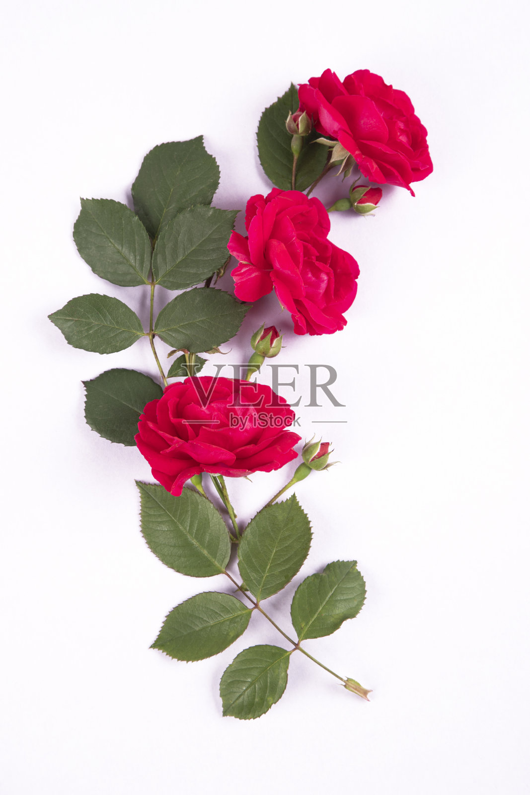 白色背景上孤立的红玫瑰照片摄影图片