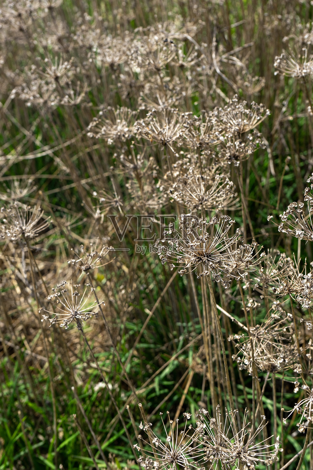 植物照片摄影图片