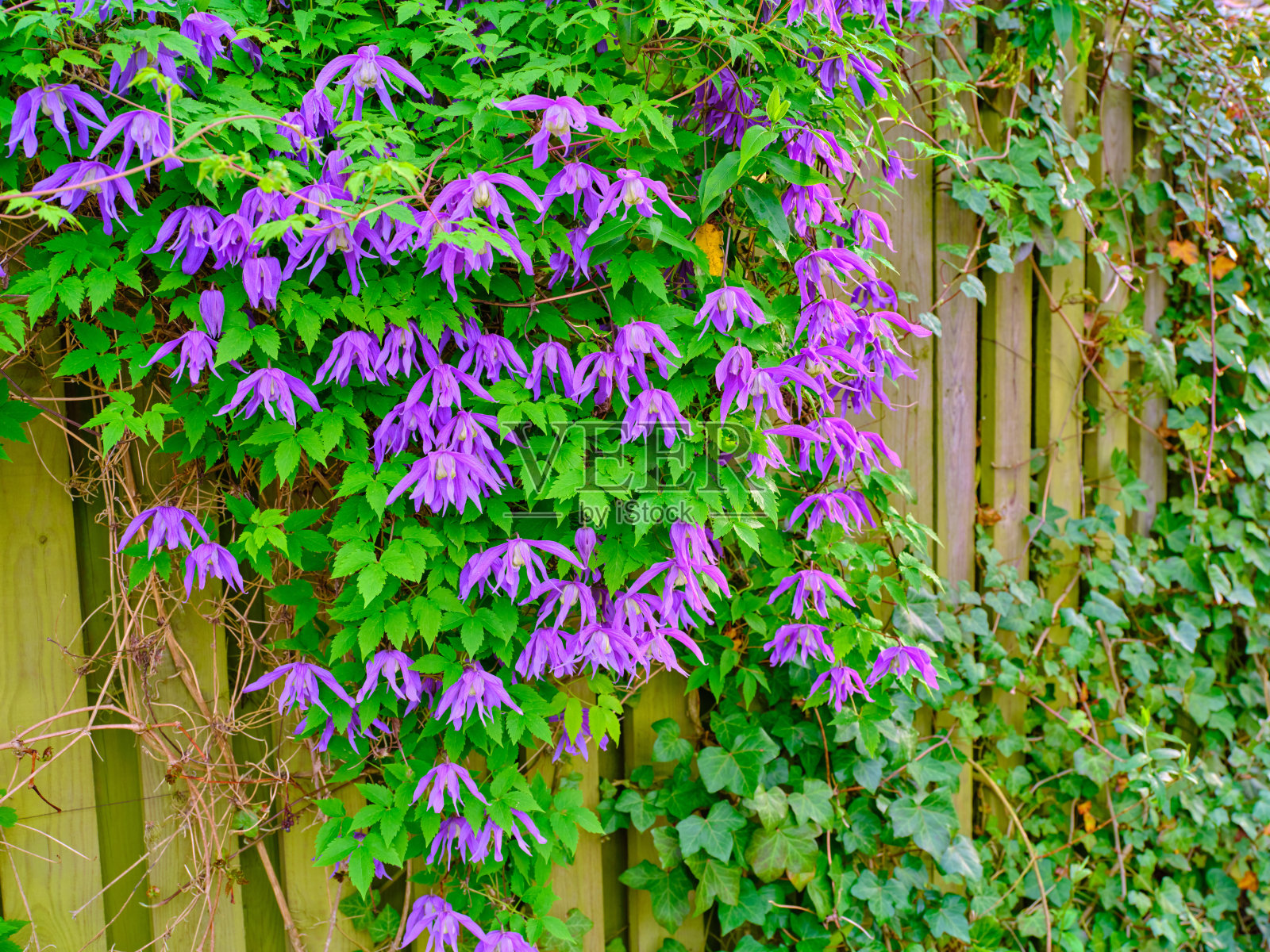 我花园里的风信子照片摄影图片