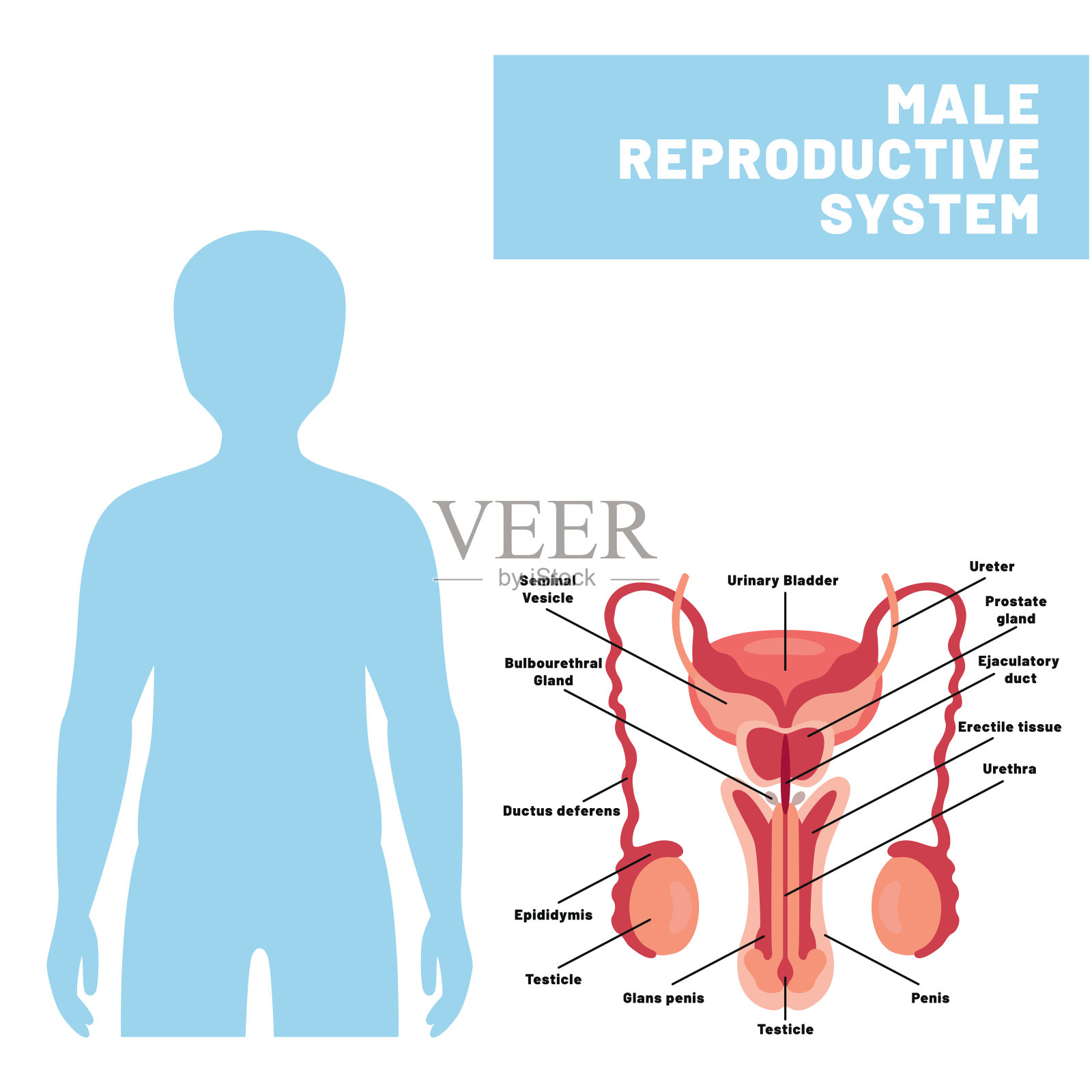 人类的生殖系统插画图片素材