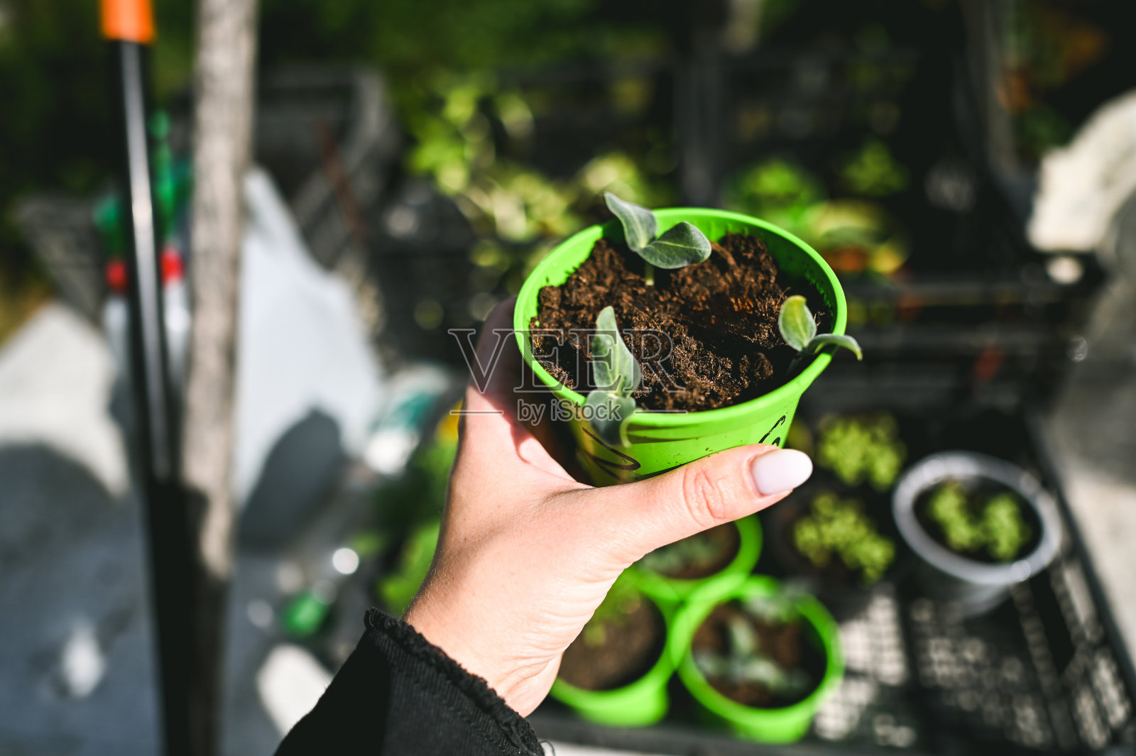 爱护植物的理念。照片摄影图片