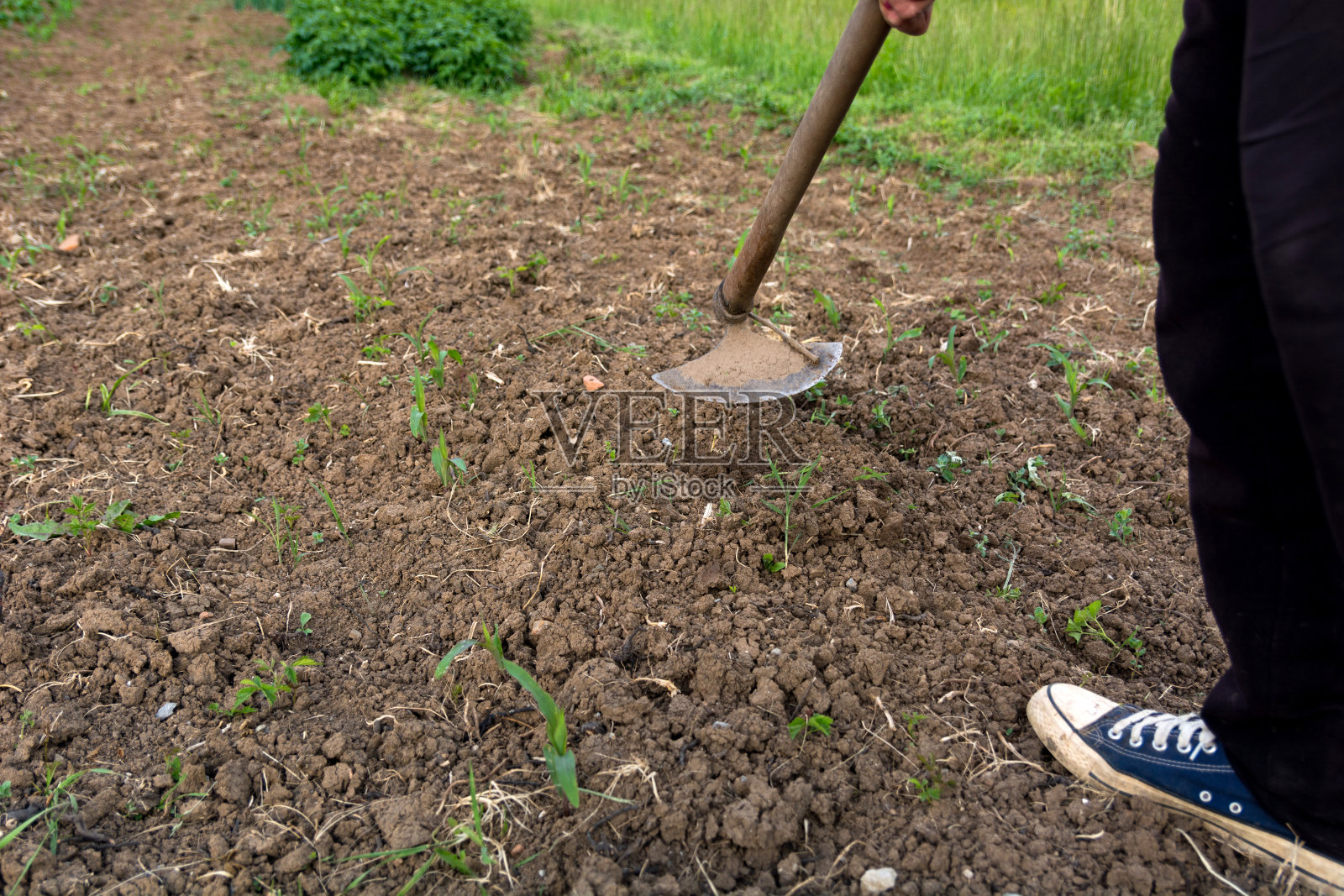 农民锄玉米苗以有机控制杂草照片摄影图片