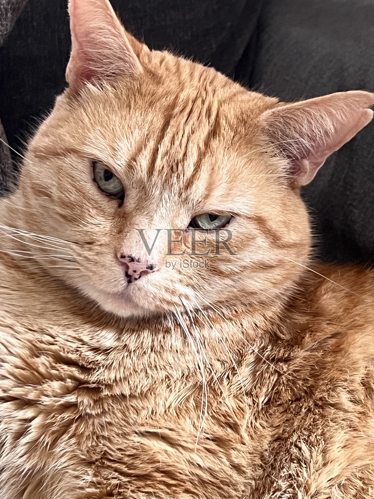 姜汤姆照片摄影图片