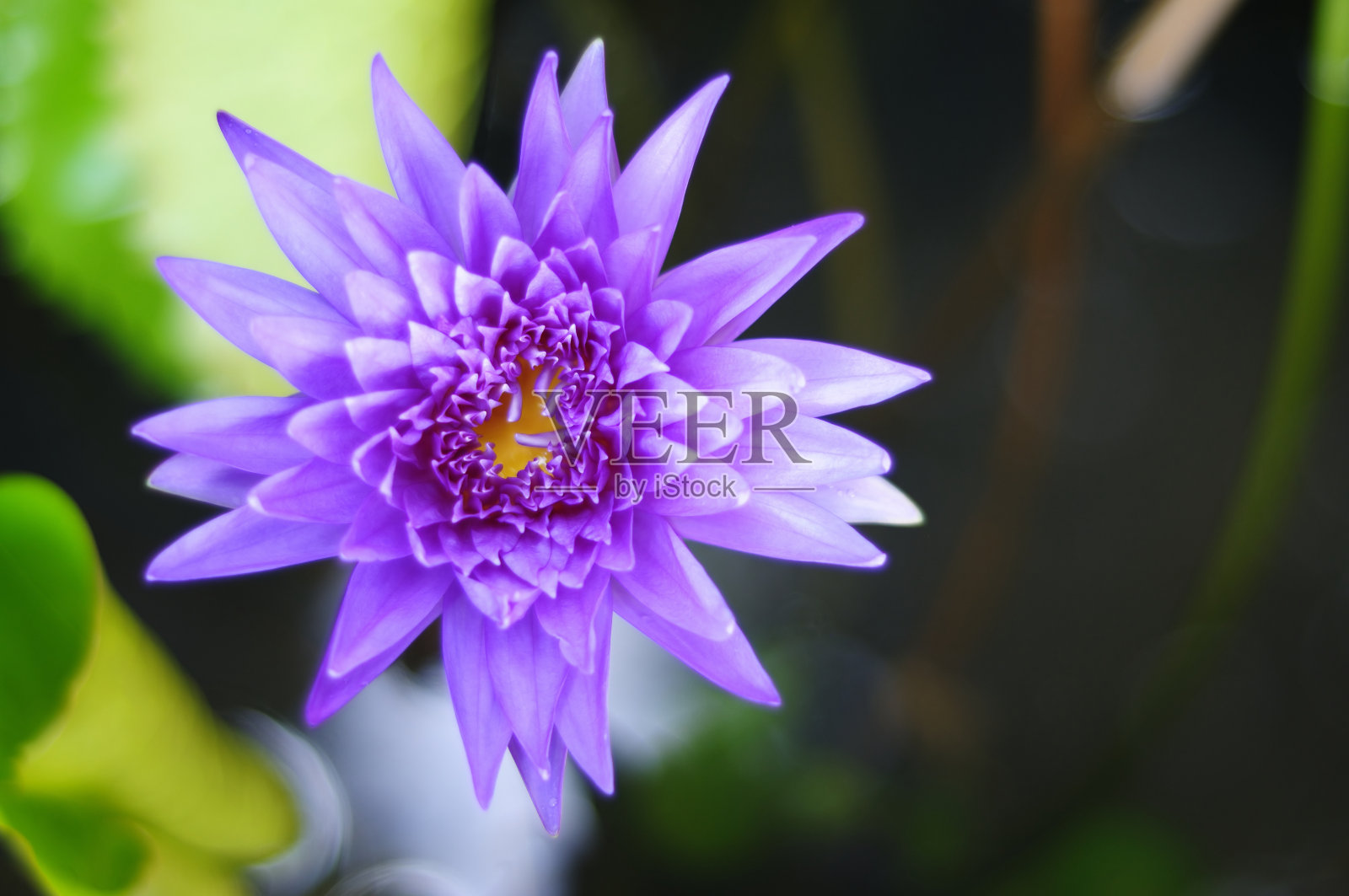 一朵美丽的紫色睡莲照片摄影图片