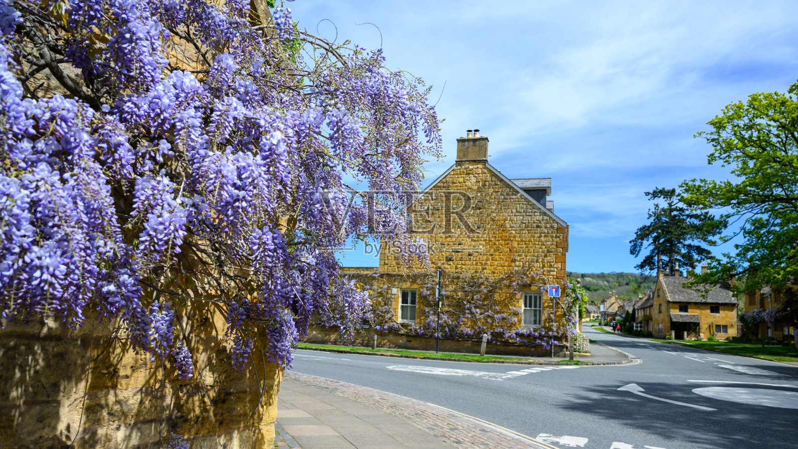 在百老汇，科茨沃尔德，英国蜂蜜色石墙上紫色的紫藤照片摄影图片
