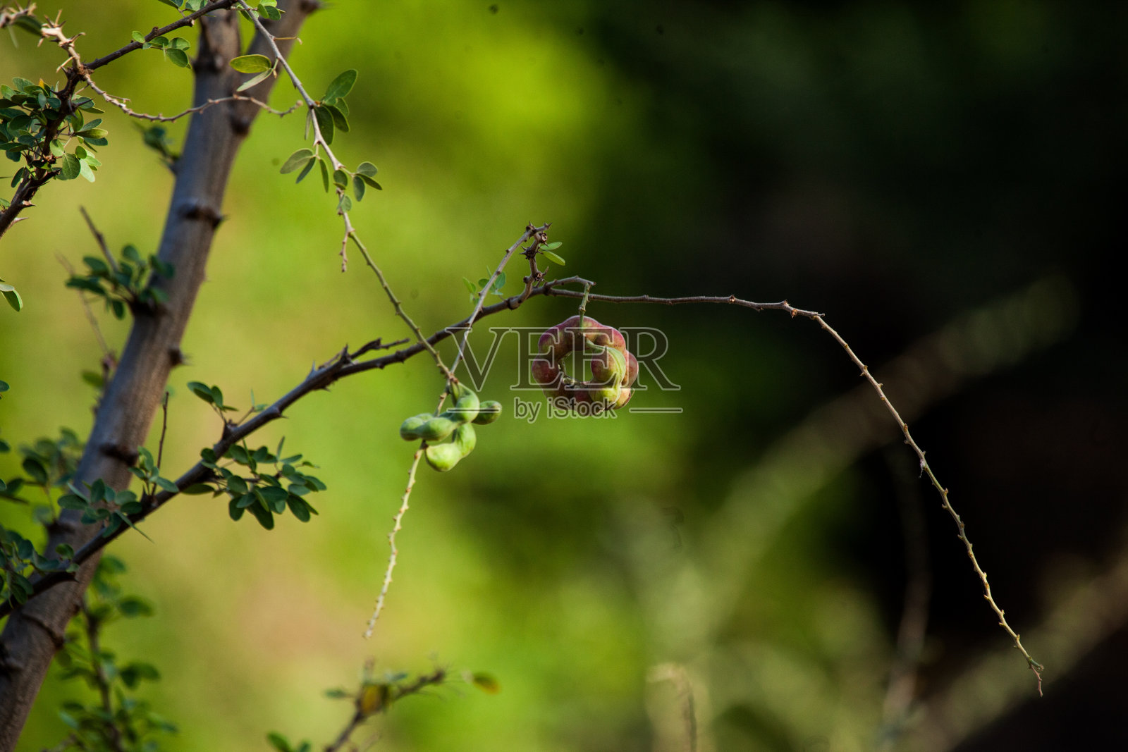 马尼拉罗望子树景观股票照片照片摄影图片