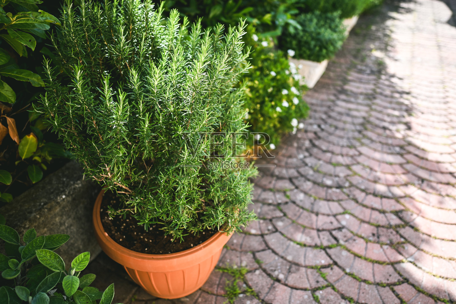 种植草本植物的观赏花园。照片摄影图片