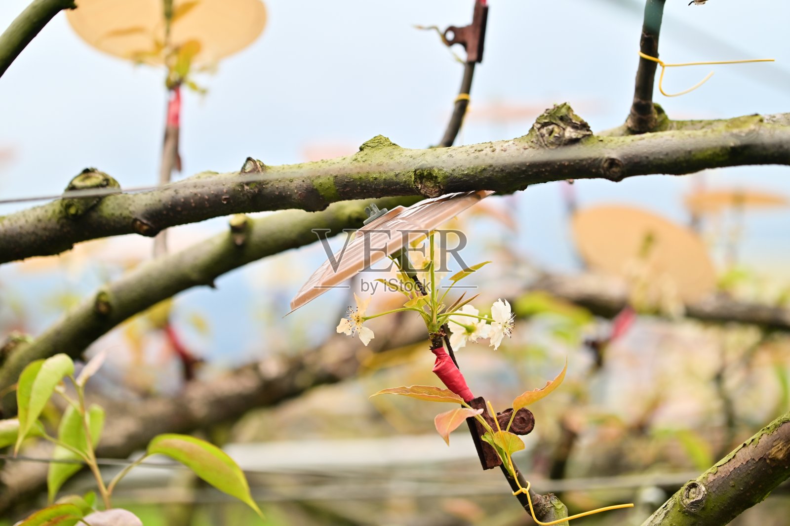 伞盖梨树:宜兰三兴乡独特的耕作方式照片摄影图片