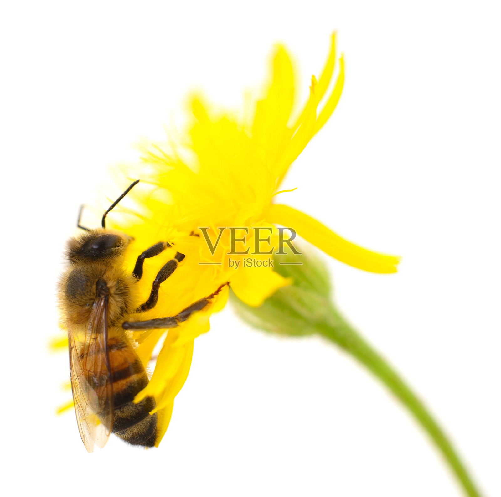 蜜蜂和黄花照片摄影图片