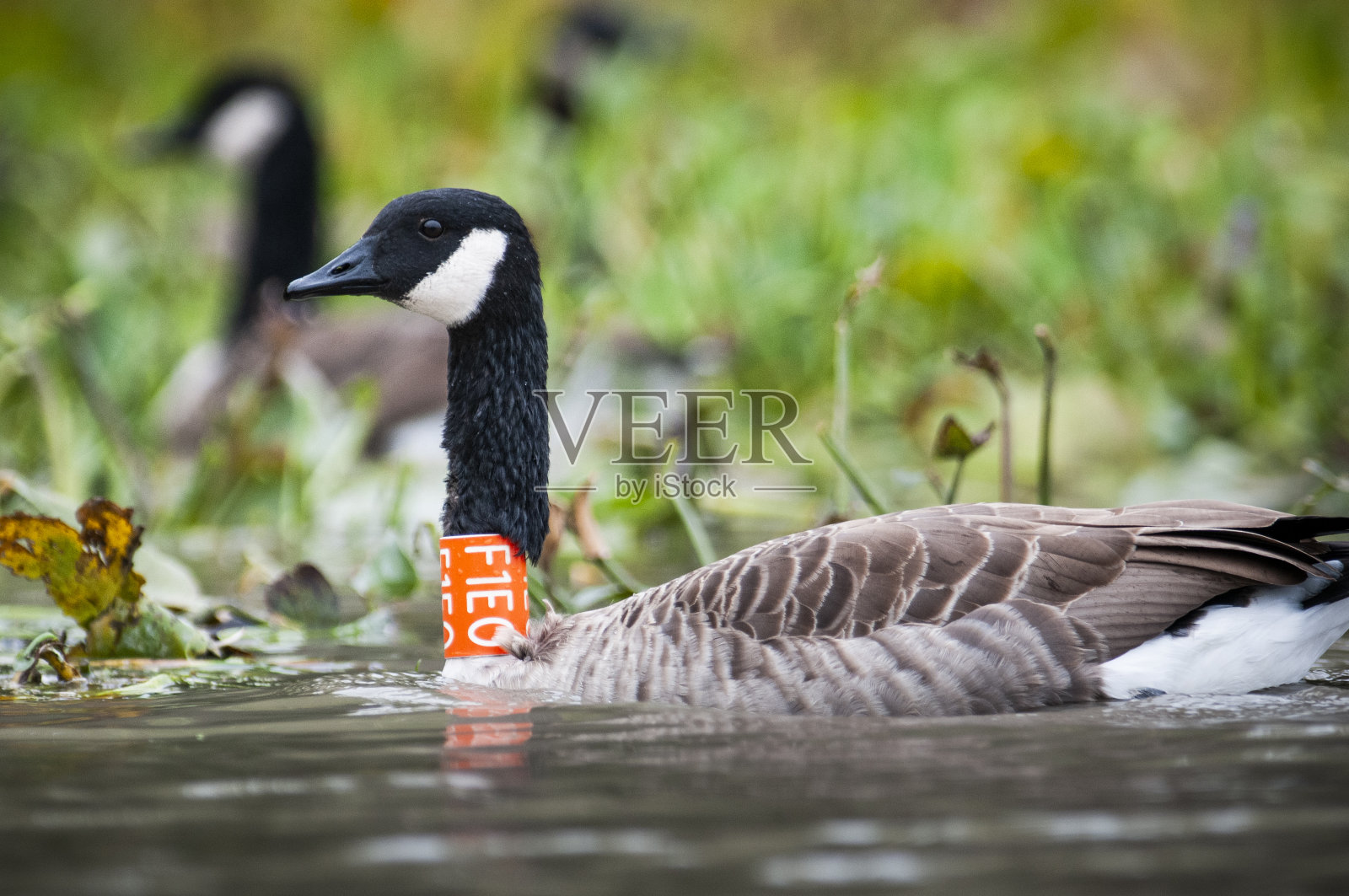 野生的加拿大鹅照片摄影图片