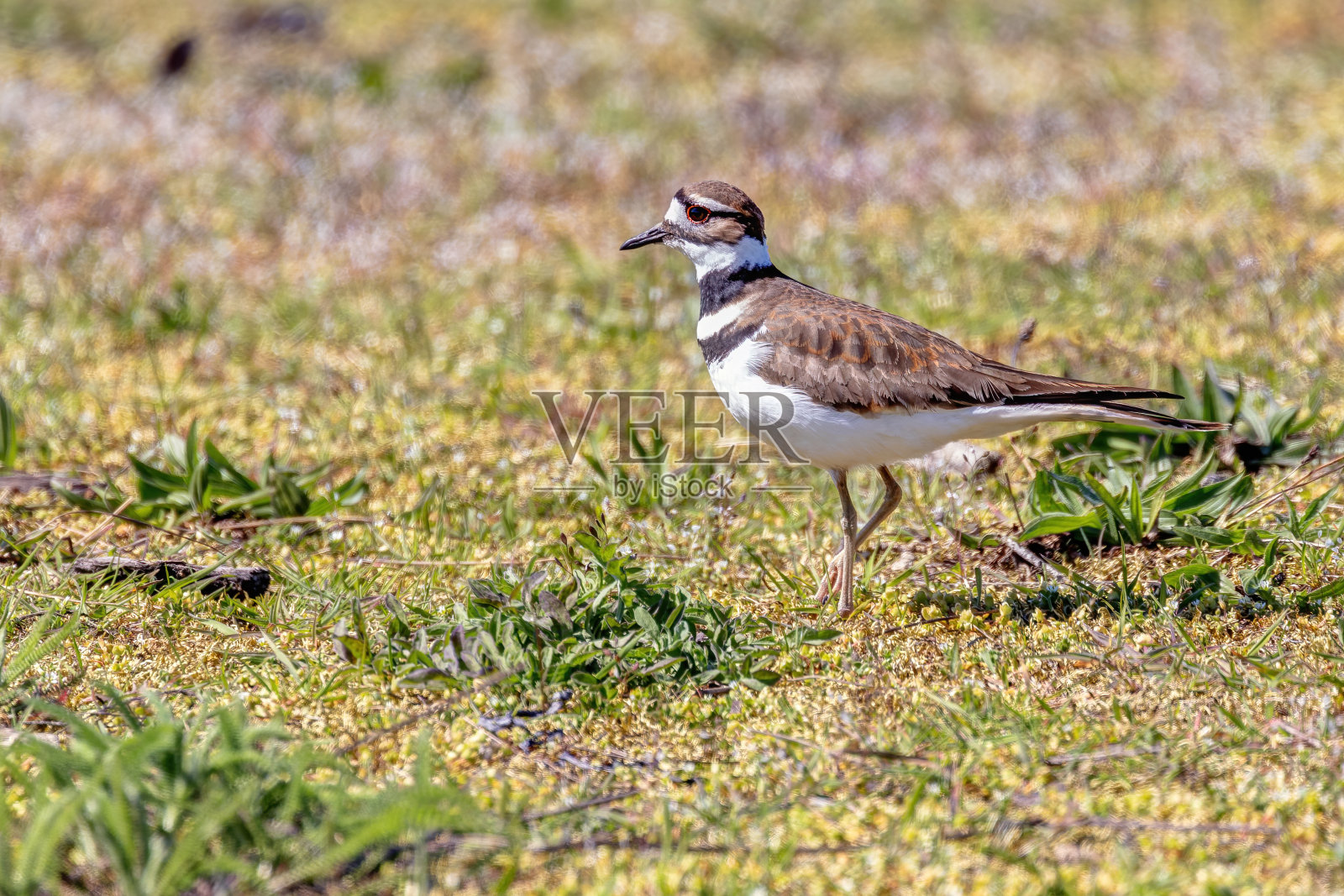 在海滩上杀鹿照片摄影图片