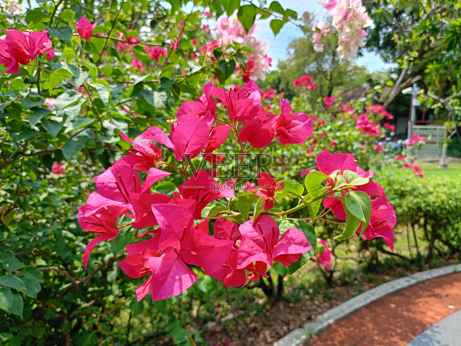 粉红色的九重葛花盛开在泰国曼谷的Chatuchak公园。照片摄影图片