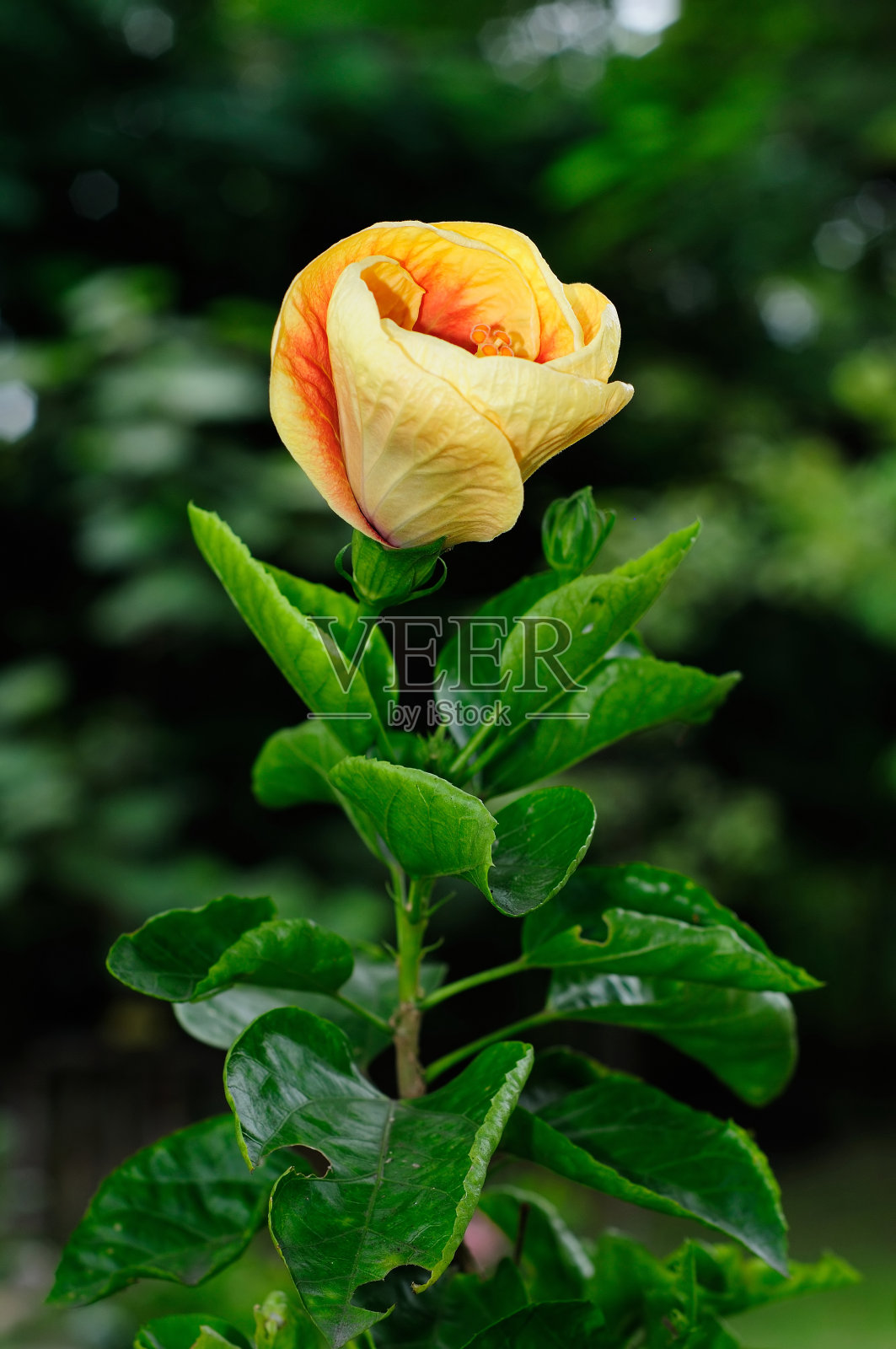 黄色木槿花蕾(锦葵科)照片摄影图片