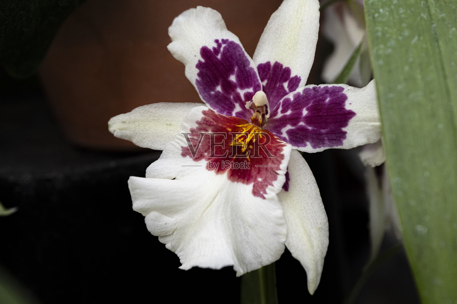 三色堇兰花照片摄影图片