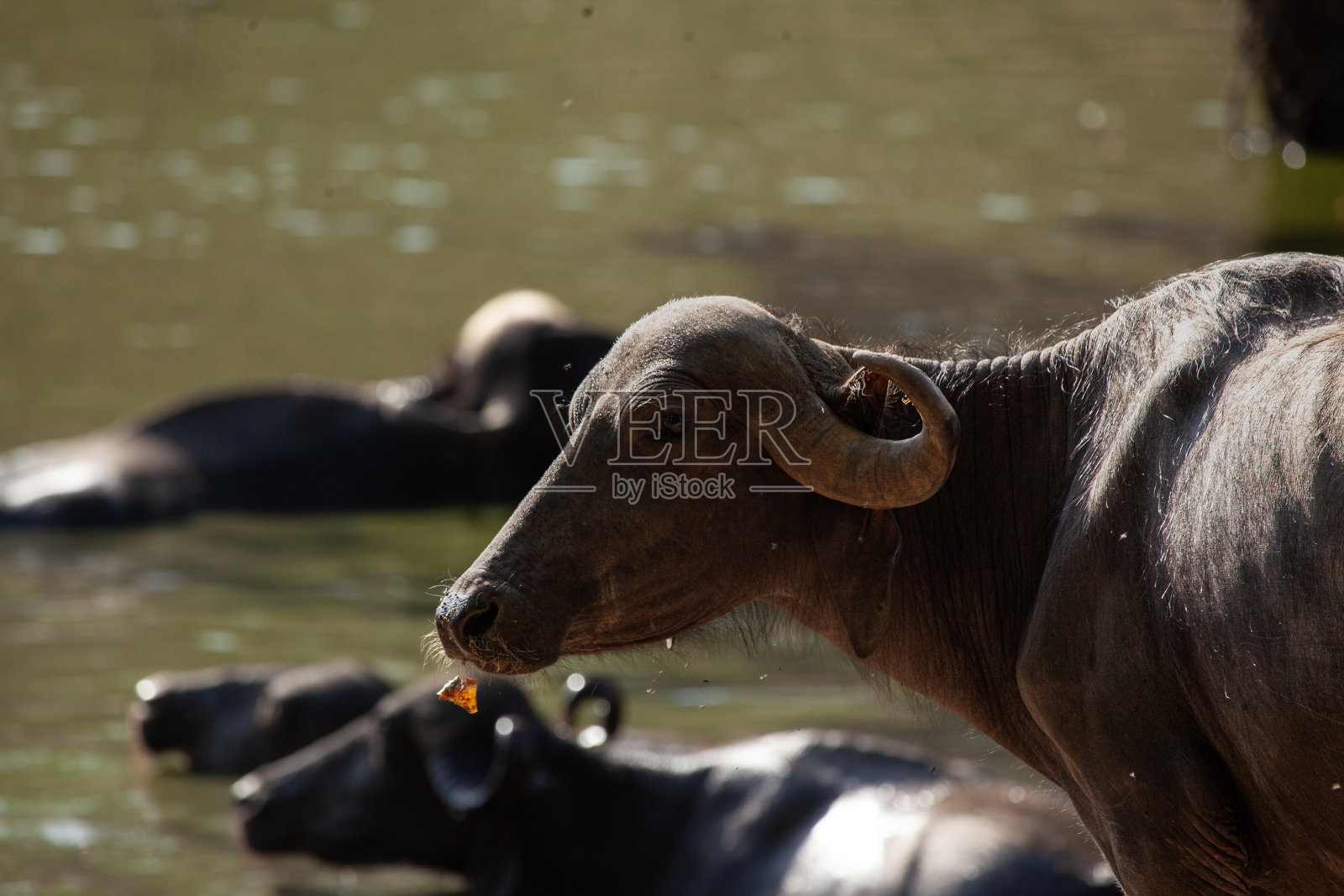 站在池塘边的水牛照片摄影图片