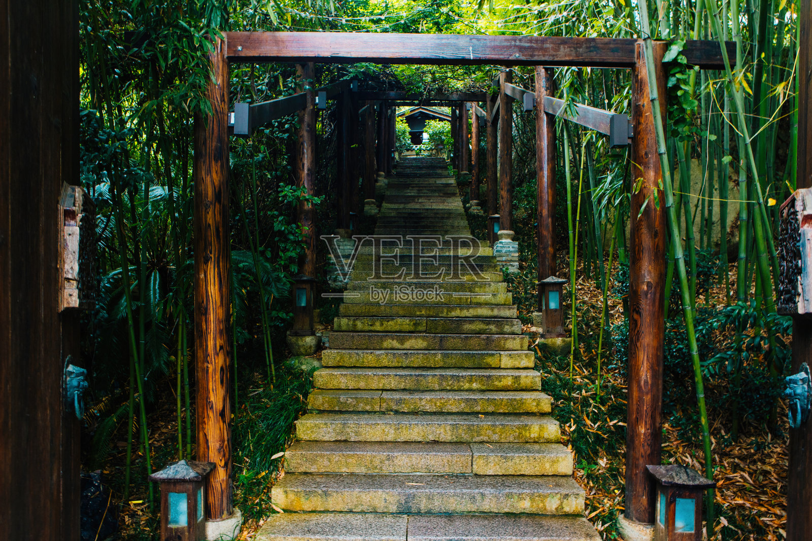 原始森林照片摄影图片