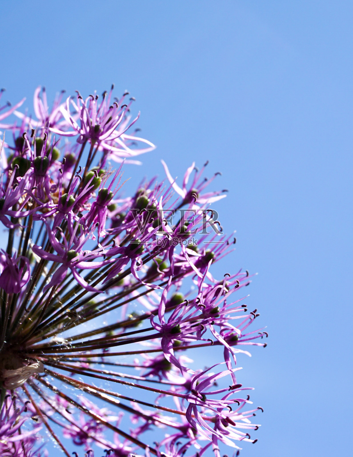 一株开花植物在蓝天的衬托下的特写照片摄影图片