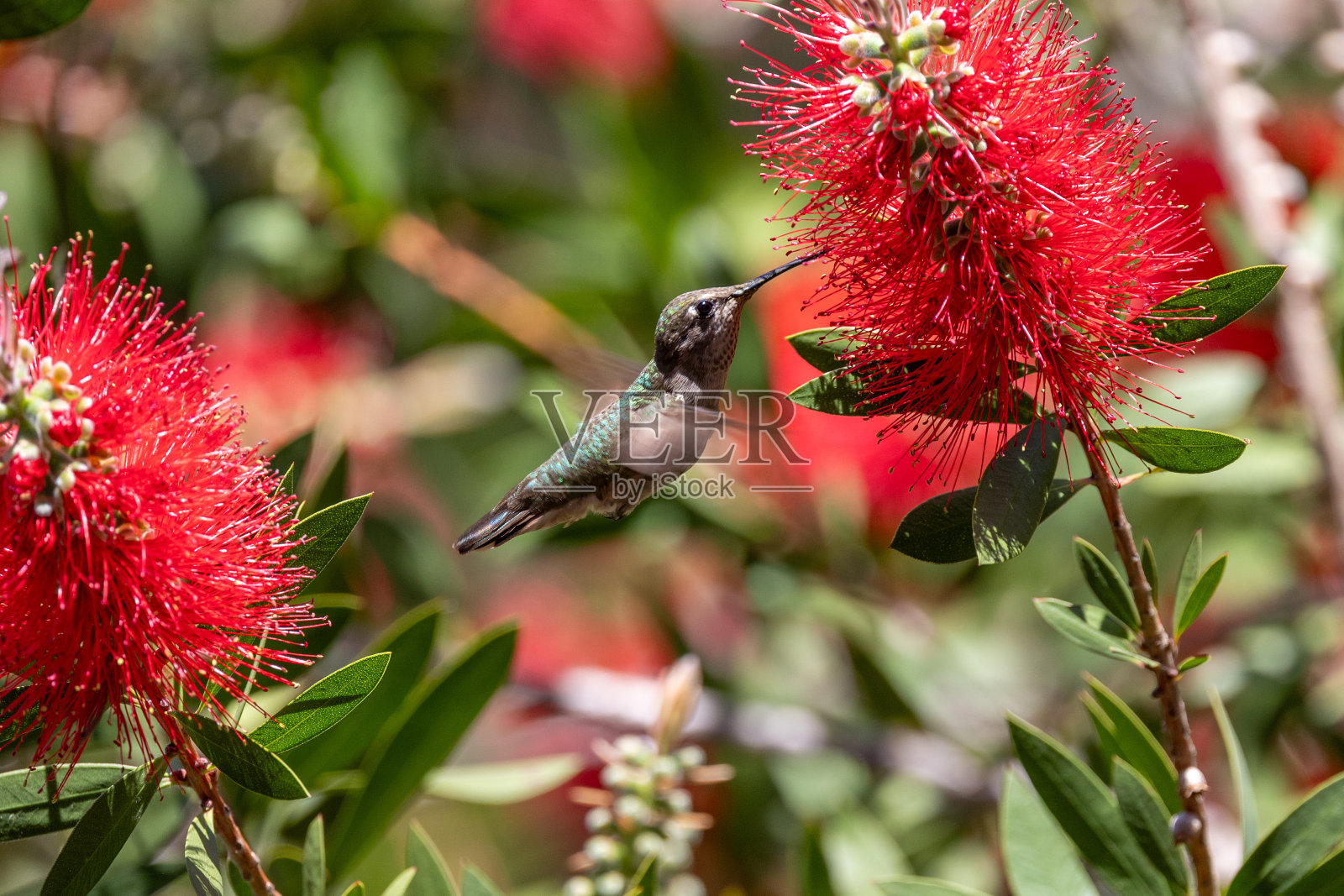 安娜的蜂鸟在红花桉树上照片摄影图片