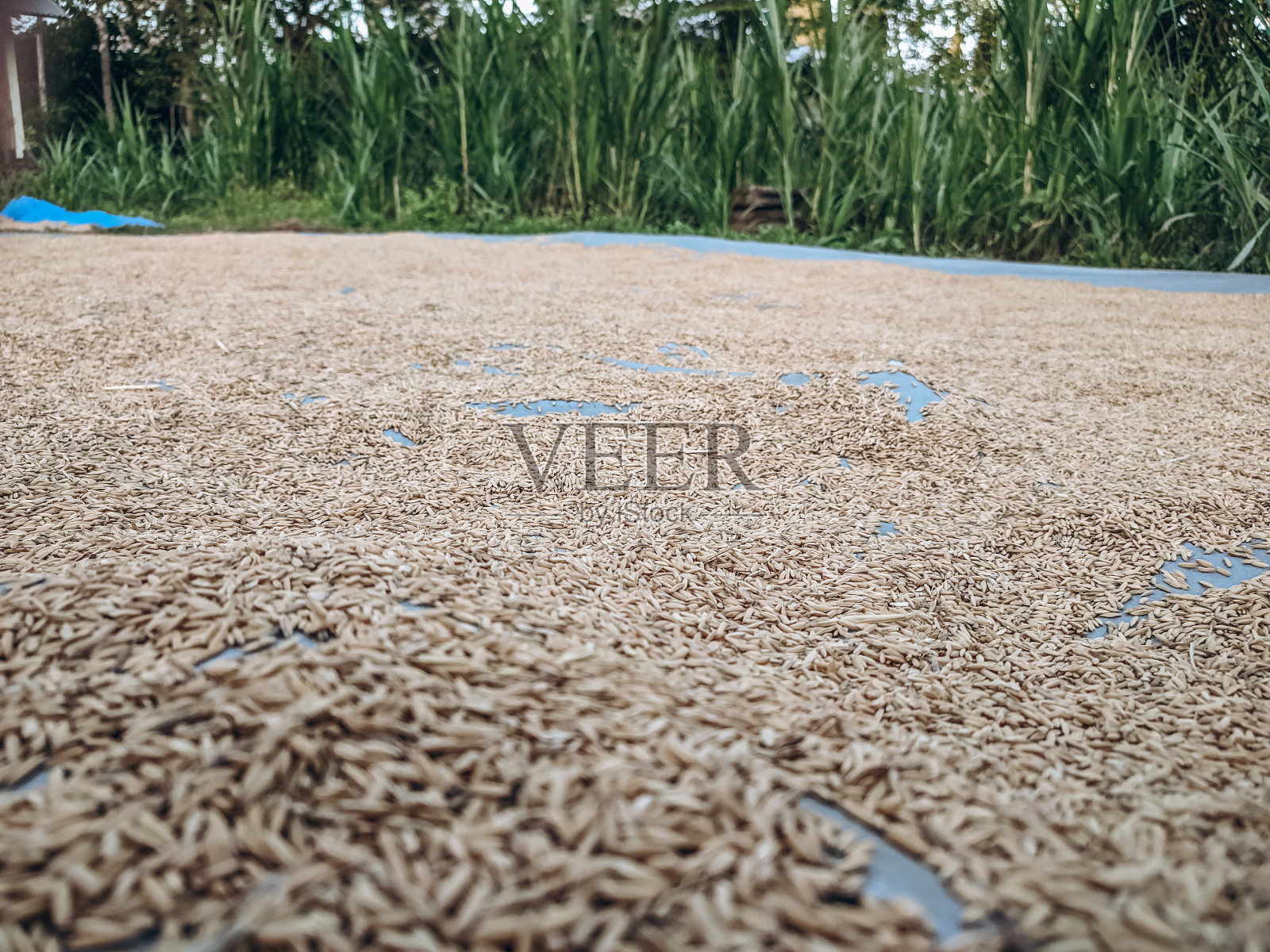 稻子在加工成大米之前要在太阳下晒干照片摄影图片