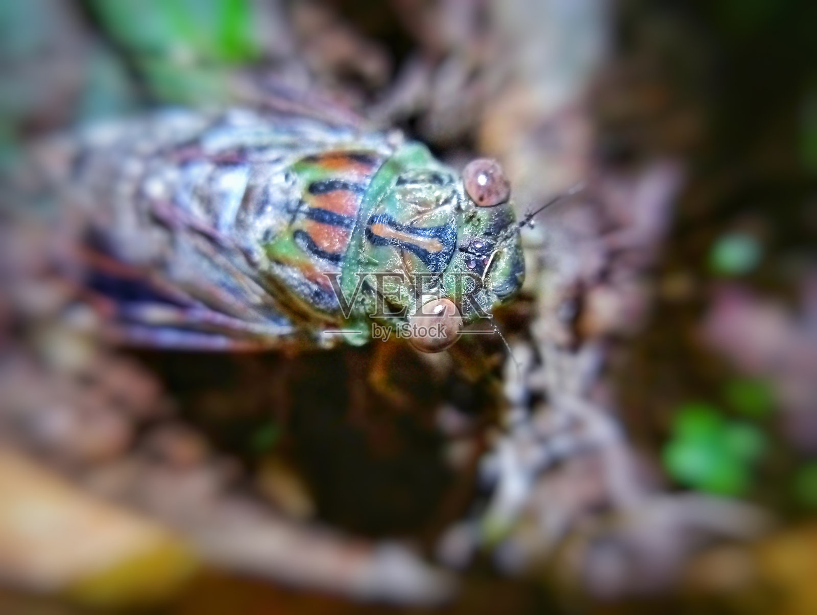 地面上蝉的特写照片照片摄影图片