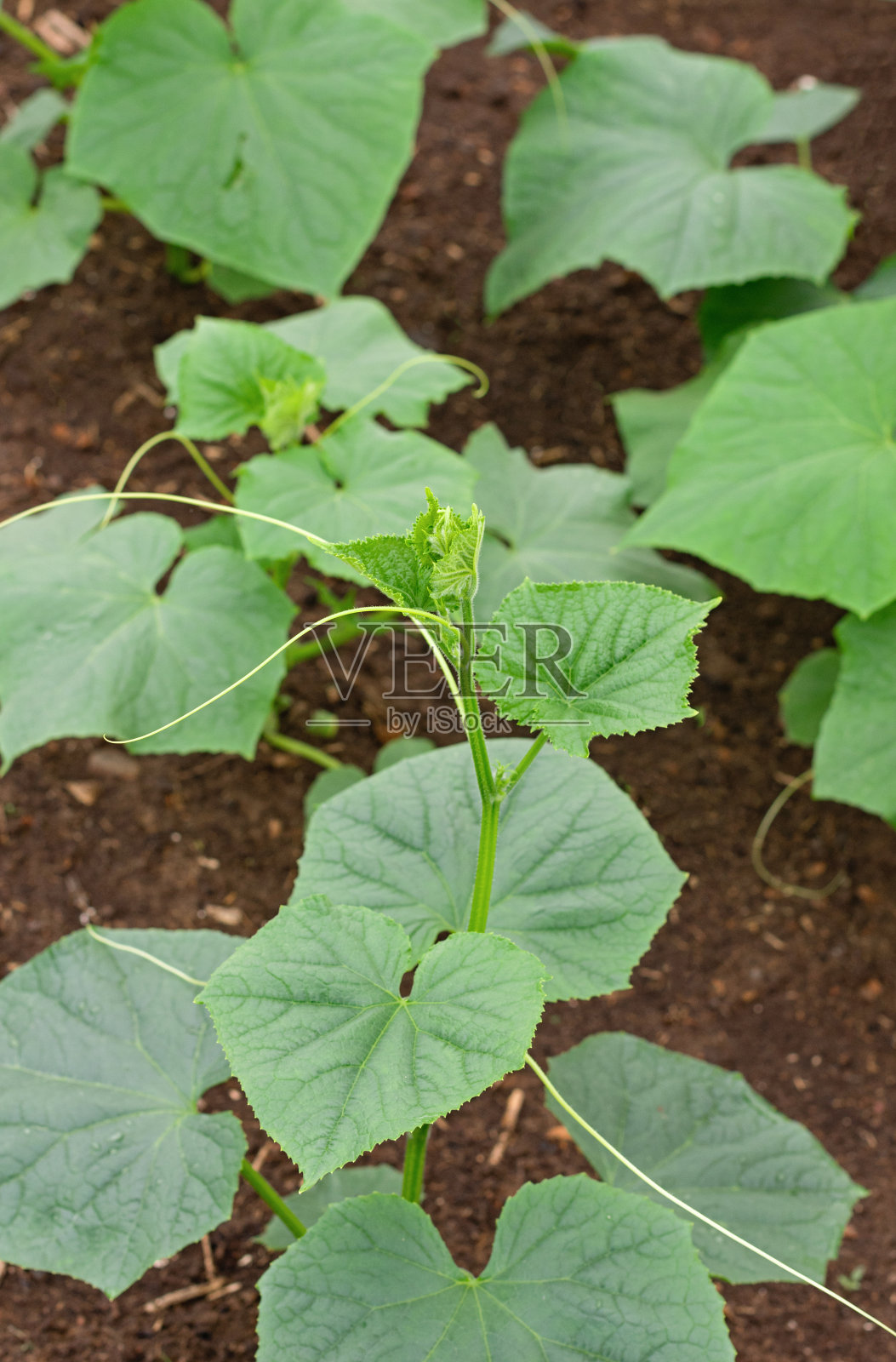 小黄瓜苗在地里。种植有机食品。关闭了。照片摄影图片