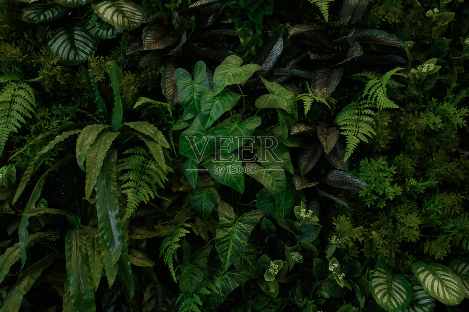 绿叶墙、植物墙、天然绿色壁纸及背景、自然墙、绿林自然背景。照片摄影图片