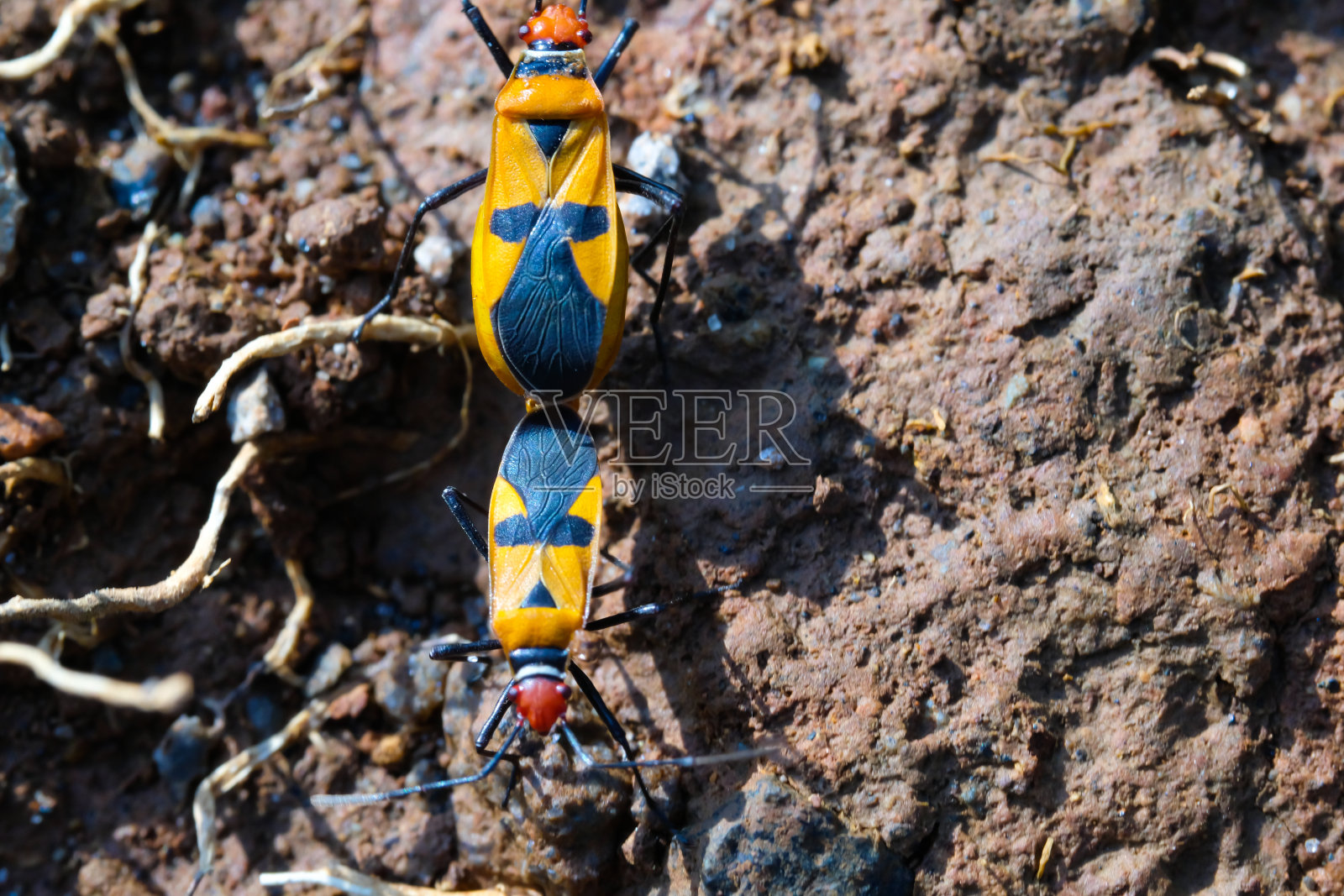一对红棉虫照片摄影图片