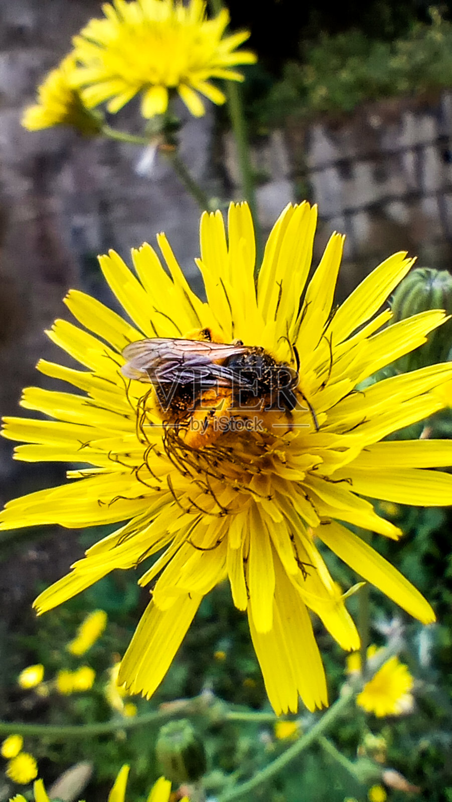 蜜蜂照片摄影图片