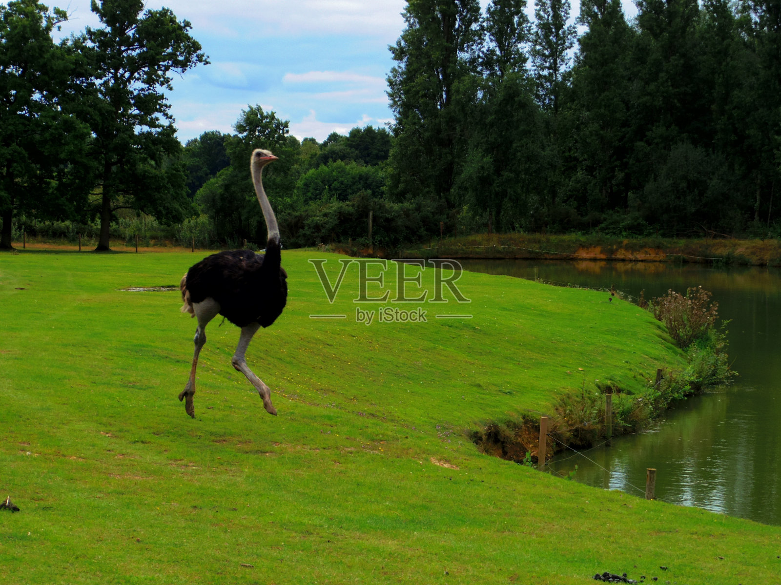 动物照片摄影图片